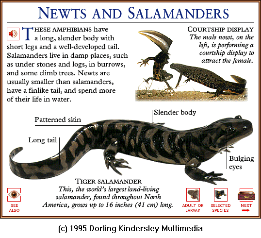 [DKMMNature-Amphibian-Newts-TigerSalamander.gif]