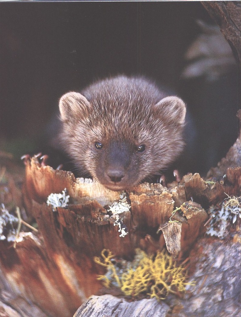 [FisherWeasel-Face_out_of_log_hole-Closeup.jpg]