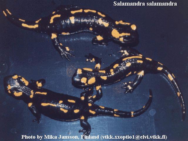 [fherp007-salamander.jpg]