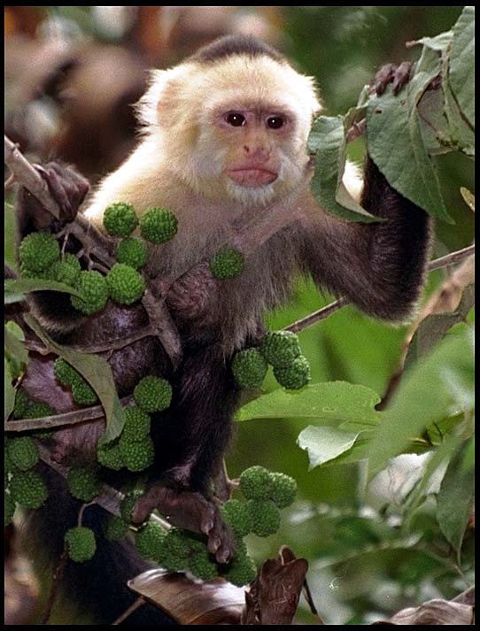 [Capuchin-baru-monkey-63.jpg]