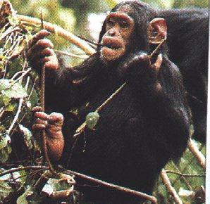 [Monkey03-Chimpanzee-Dinner.jpg]