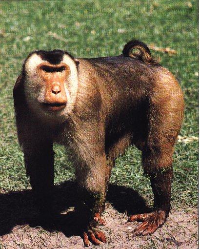 [monkey-Pig-TailedMacaque01.jpg]
