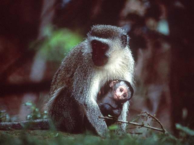 [monkeys1_mom_n_baby.jpg]