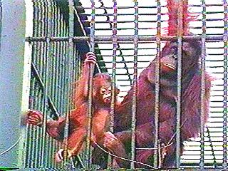 [Orangutan-MomNBaby-anim006.jpg]
