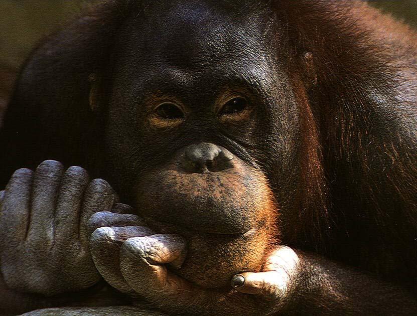 [Orangutan1.jpg]