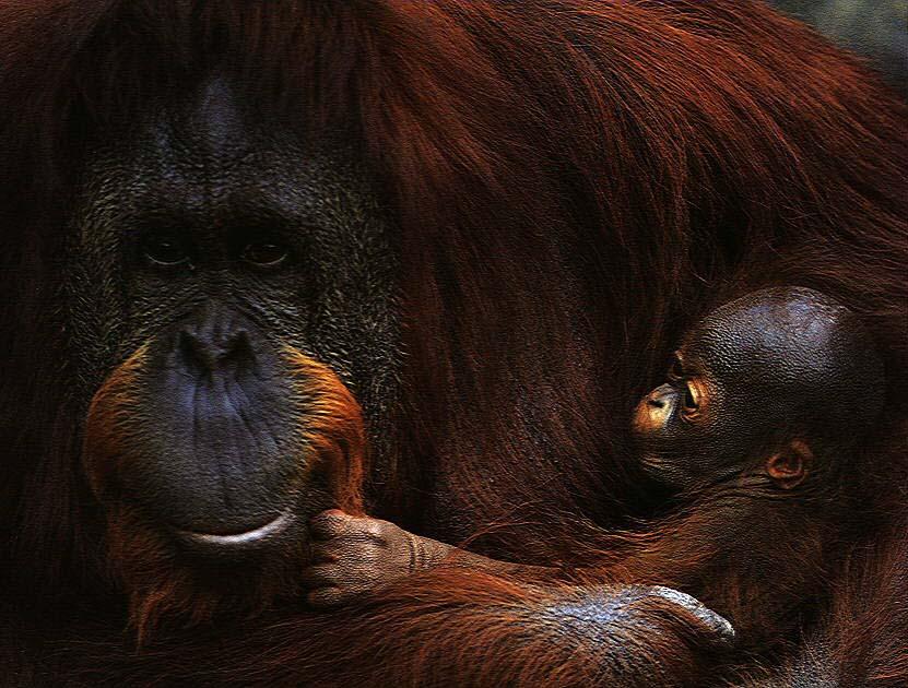 [Orangutan2.jpg]