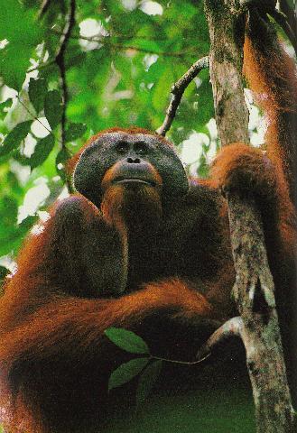 [Orangutan7.jpg]