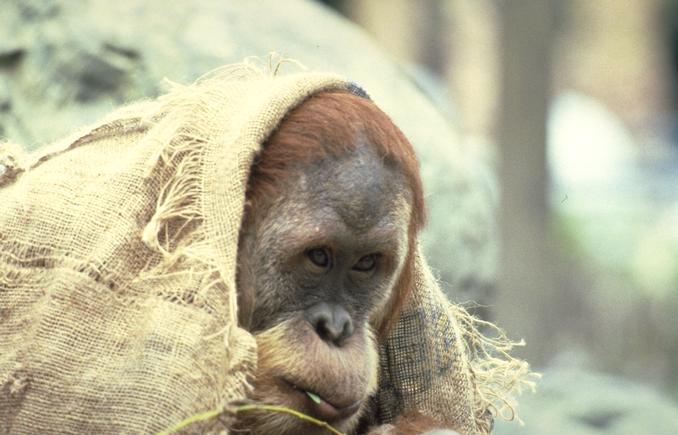 [Photo131-Orangutan-Begger.jpg]