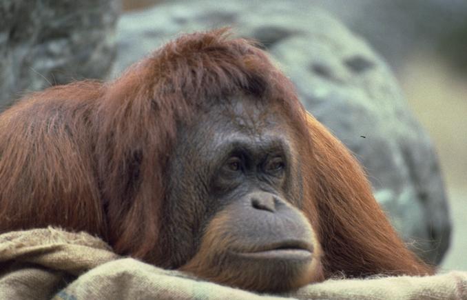 [Photo260-Orangutan-SleepyFaceCloseup.jpg]