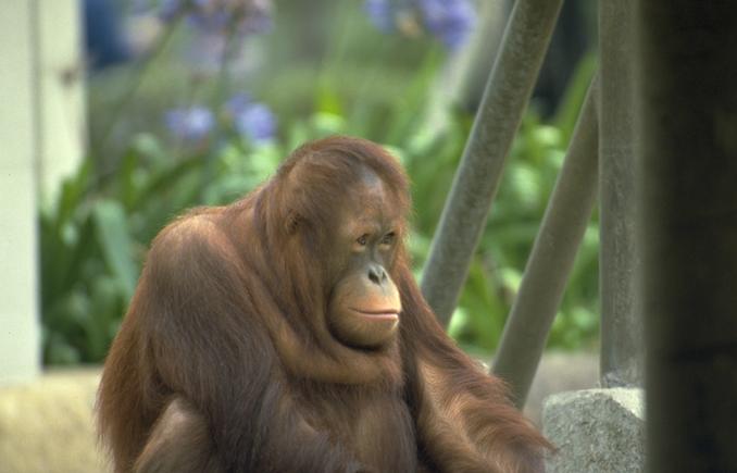 [Photo267-Orangutan-Closeup.jpg]