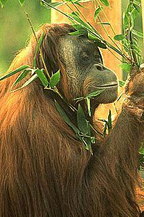 [SDZ_0067-Orangutan.jpg]