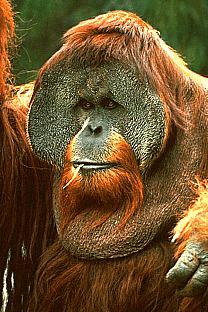 [SDZ_0246-Orangutan-Face.jpg]