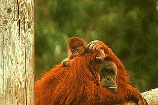 [SDZ_0247-Orangutans-MomNBaby.jpg]