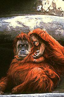 [SDZ_0248-Orangutans-MomNBaby.jpg]