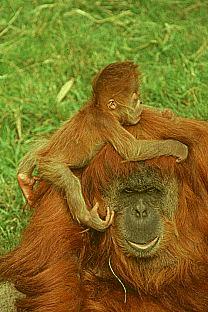 [SDZ_0249-Orangutans-MomNBaby.jpg]