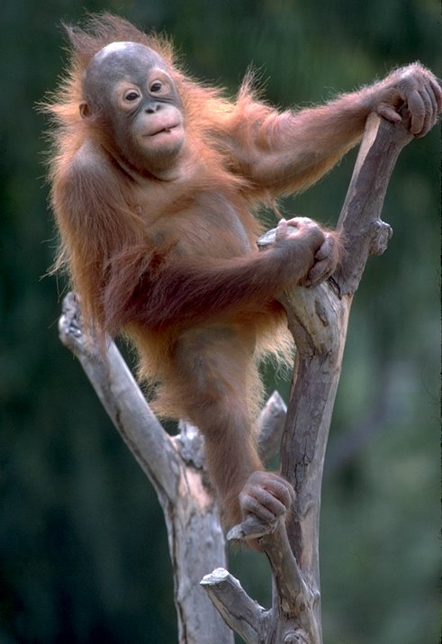 [SHImg0041-Orangutan-Standing-OnBranch.jpg]