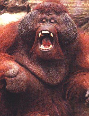 [animal1-Orangutan-yawning.jpg]
