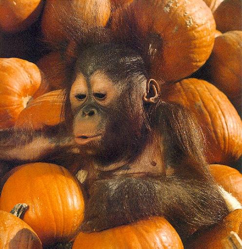 [orangutan-HappyPumpkinDay.jpg]