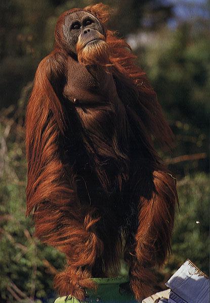 [orangutan-oerang08.jpg]