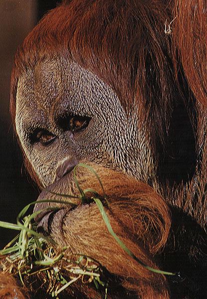 [orangutan-oerang09.jpg]