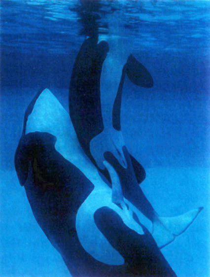 [KillerWhales-Orca-Mating.jpg]
