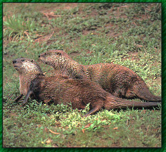 [RiverOtter_03-2Adults-OnGrassfield.jpg]
