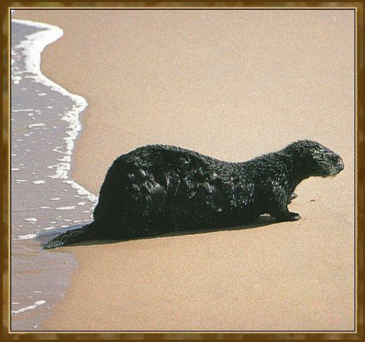 [SeaOtter_01-Just_Out_Of_Sea_2_Sand_Beach.jpg]