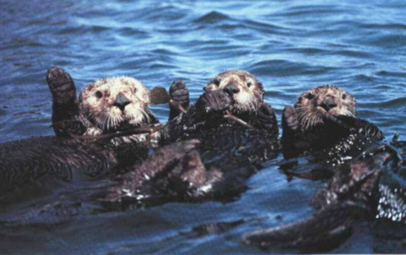 [SeaOtters-SynchronizedSwimming_lineup.jpg]