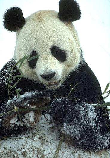 [ATT00054-GiantPanda-Eating_bamboo_on_snow-Closeup.jpg]