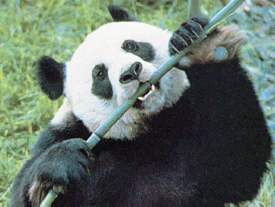 [panda3-eatsBamboo.jpg]