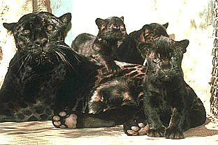 [SDZ_0154-BlackJaguars-Panthers-Family.jpg]