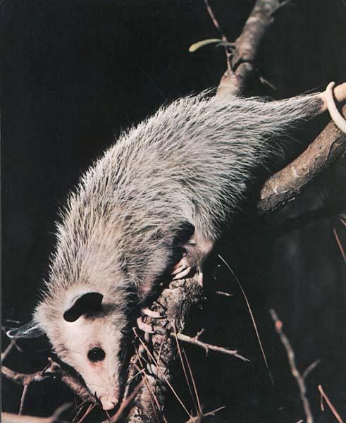 [Opossum-DownTree.JPG]