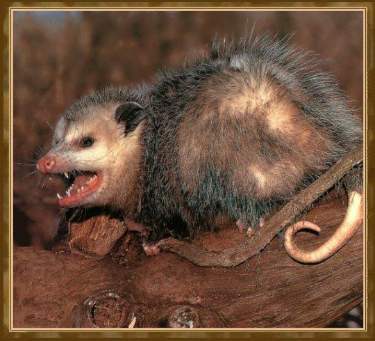 [Opossum_01-OnLog.jpg]