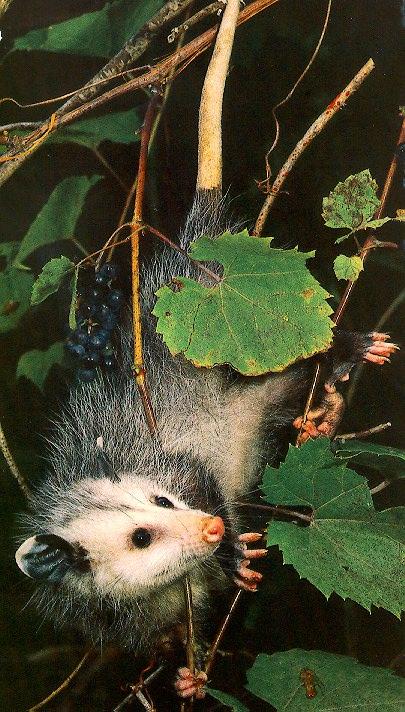 [rr87d1-opossum.jpg]