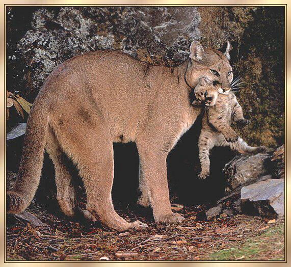 [COUGAR_02-MOM-CARRYING-BABY-INMOUTH.JPG]