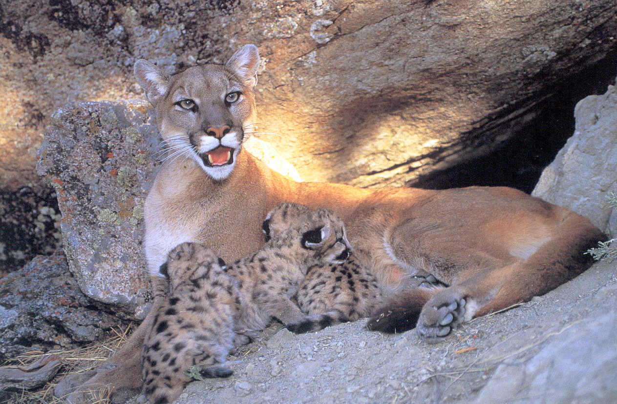 [Cougar&cubs04.jpg]
