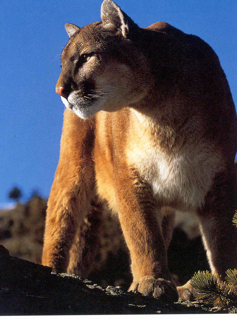[Cougar-08.jpg]