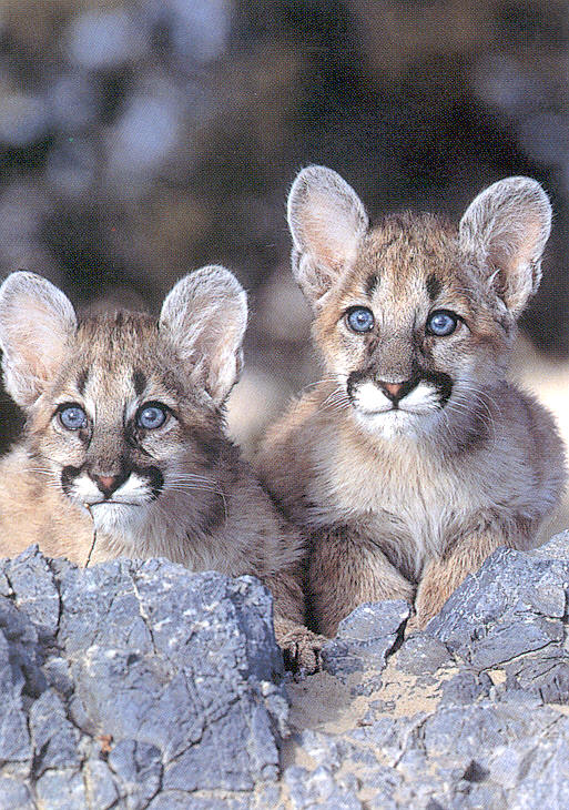 [Cougar-cubs02.jpg]
