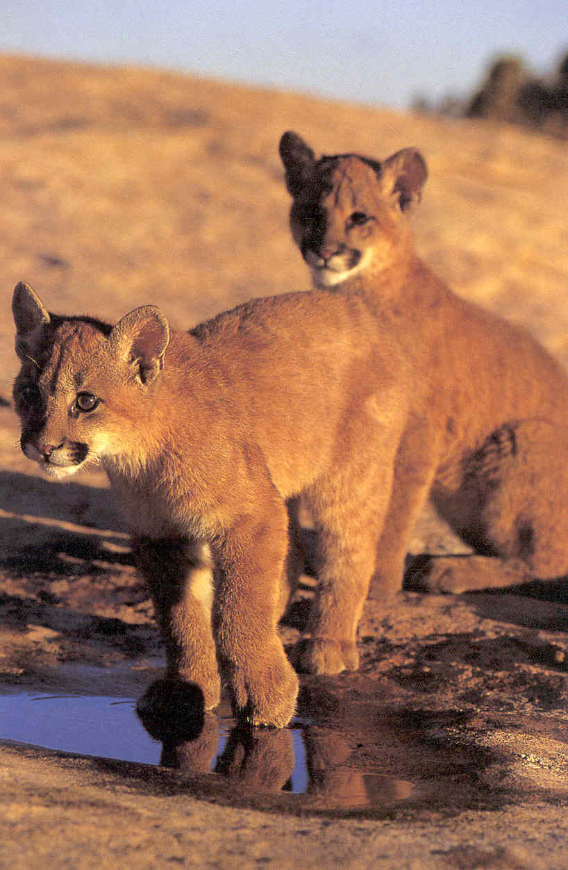 [Cougar-cubs03.jpg]