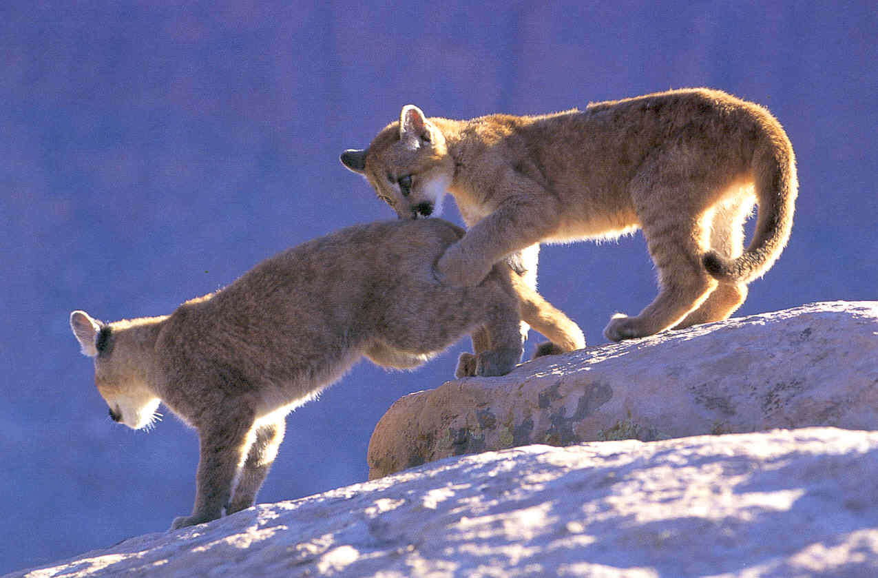 [Cougar-cubs05.jpg]