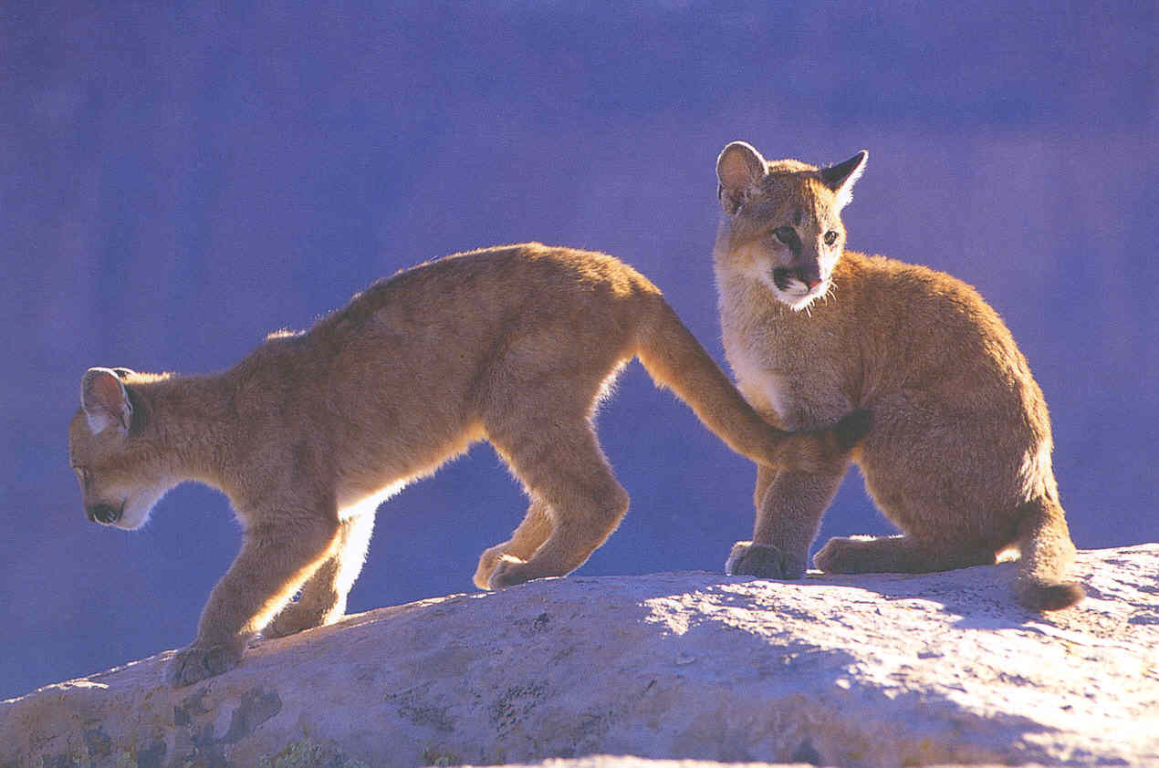 [Cougar-cubs06.jpg]