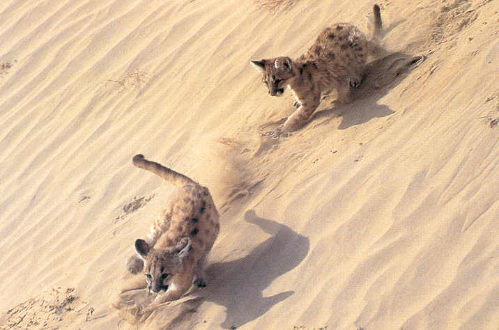 [Cougar-cubs07.jpg]