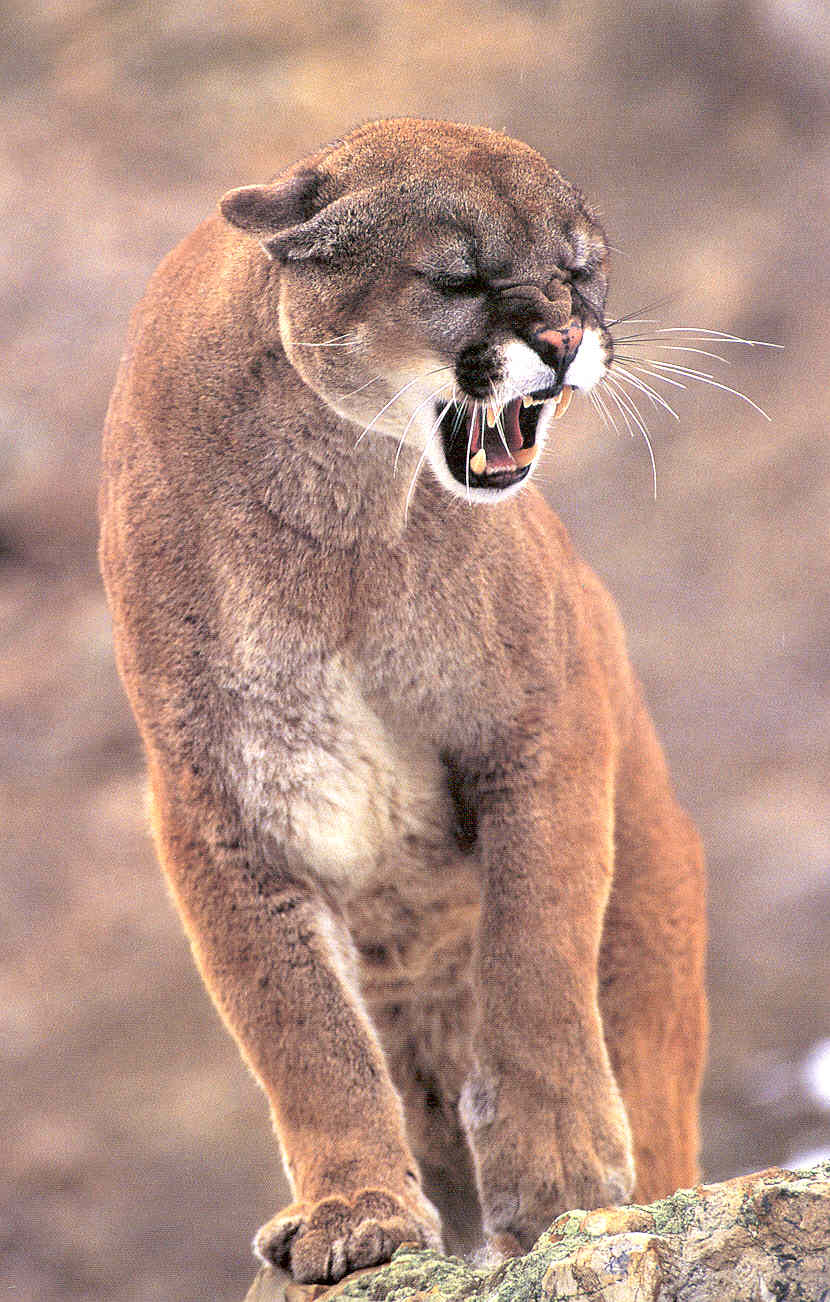 [Cougar-snarl02.jpg]