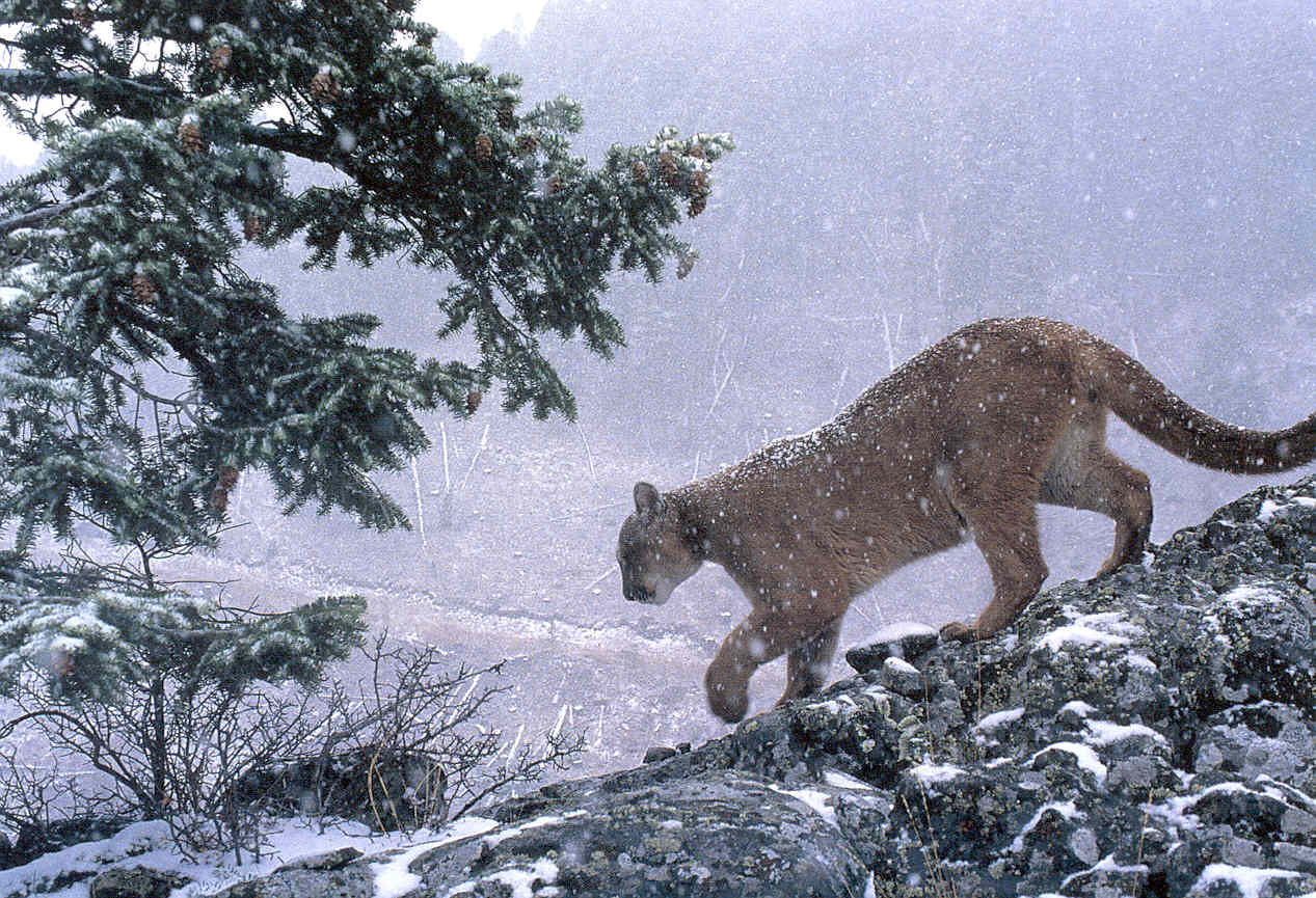 [Cougar-snow.jpg]