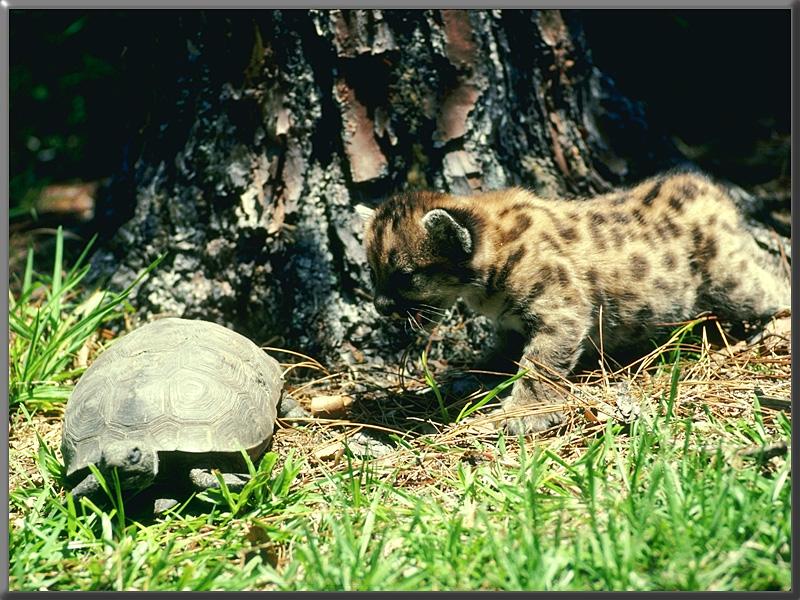 [Cougar_Young-meets_WoodTurtle.jpg]