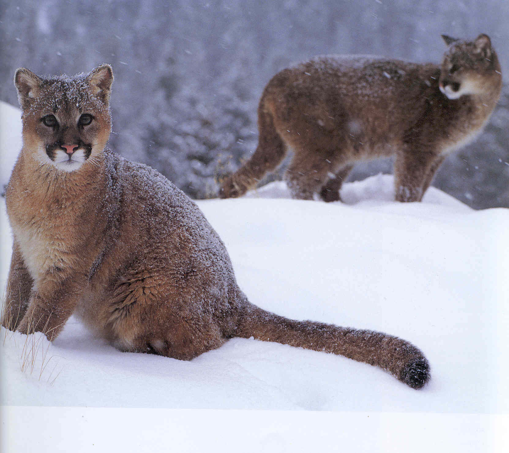 [Cougars-snow.jpg]