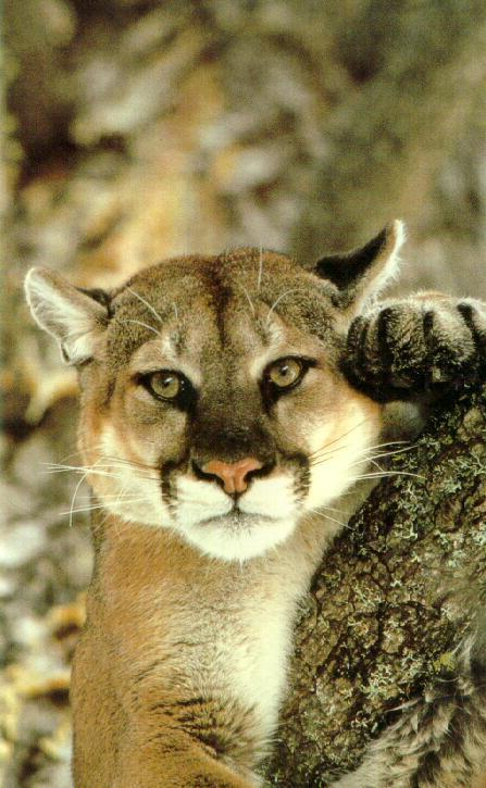 [cm9006-Cougar-Leaning_on_tree-Closeup.jpg]