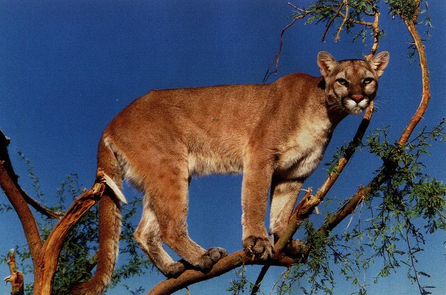 [cougar02gt-Standing_on_tree.jpg]