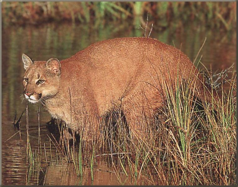 [cougar89-InSwamp.jpg]