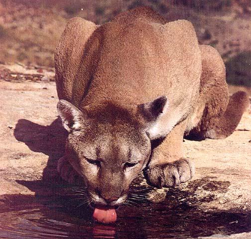 [wildcat07-cougar.jpg]